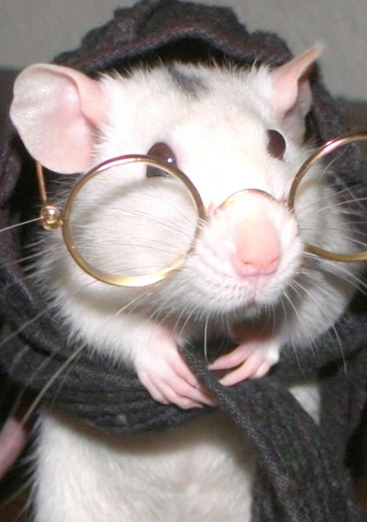Glasses Rat Y2K Mesh Crop Top Cherrykitten