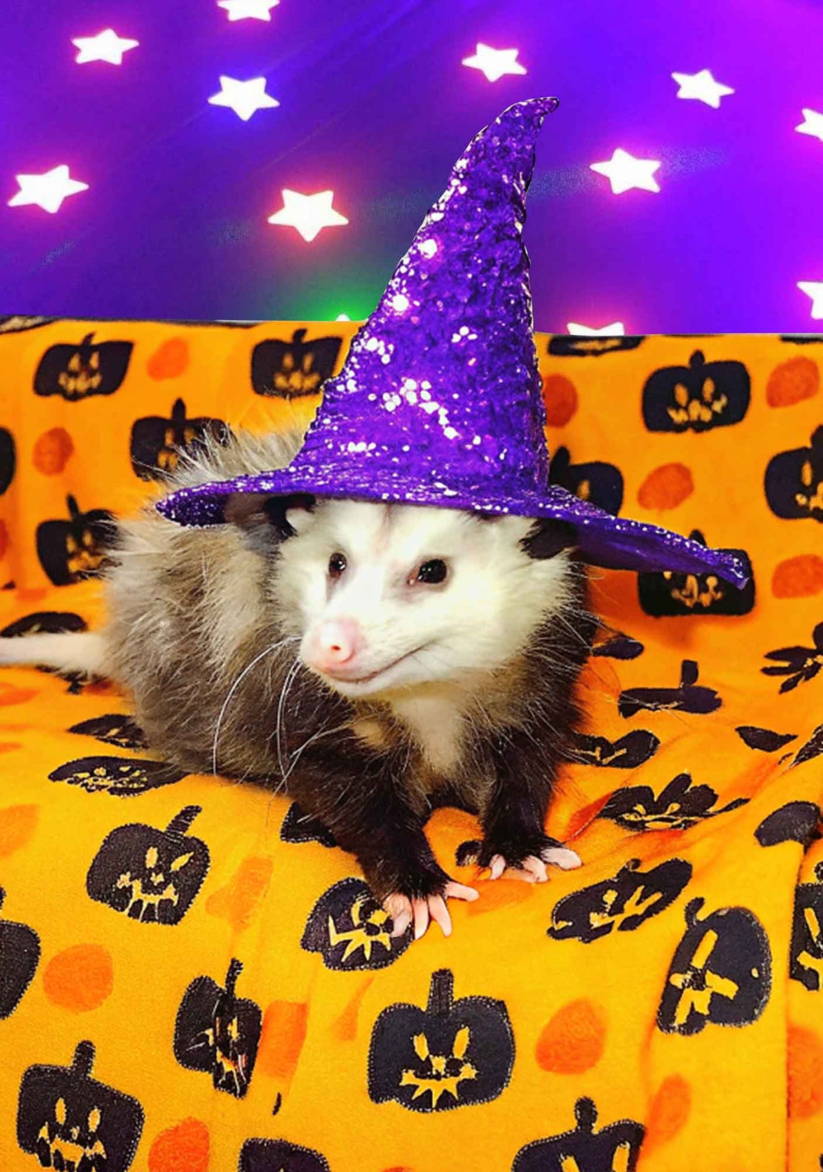 Halloween Sparkle Witch Ratz Y2K Mesh Crop Top Cherrykitten