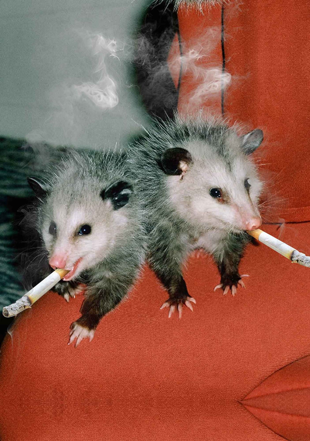 Smoking Badass Possum Y2K Mesh Crop Top Cherrykitten