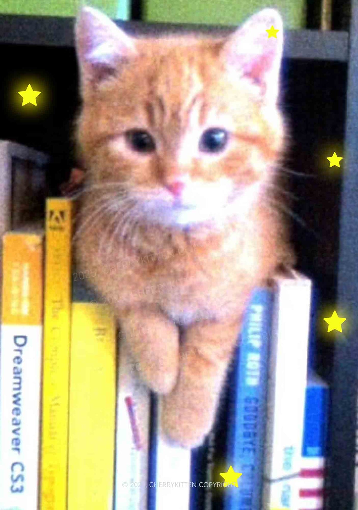 Feline Bookworm Y2K Mesh Crop Top Cherrykitten